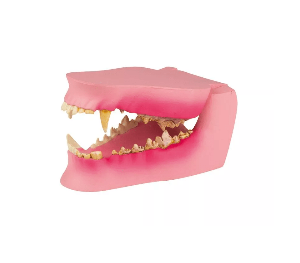 Hundekiefer gesund/erkrankt - Erler - Zimmer